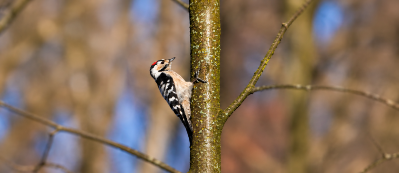 Woodpecker Clinging to Lichen Covered Trunk